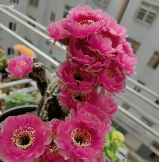 安徽一戶人家，陽臺上的仙人球「開爆花」，妥妥的「視覺盛宴」