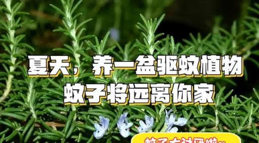 蚊子「討厭」的5種花卉植物，家裡「養1盆」，蚊子「不進門」