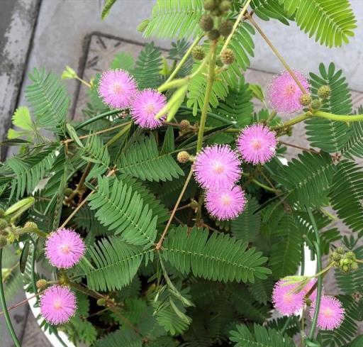 6月起，含羞草要「虐養」，牢記「1輕1勤、1少1多」，花苞滿枝頭