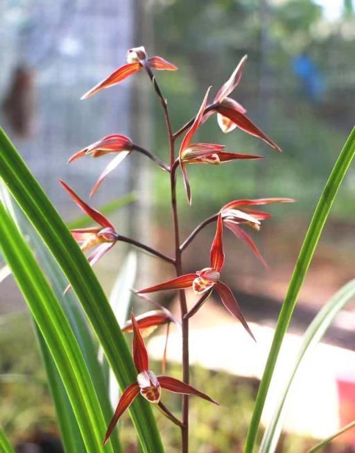 此蘭花是我國「獨有」，它以瀟灑神韻排第一，不養後悔一輩子-imomo植物識別