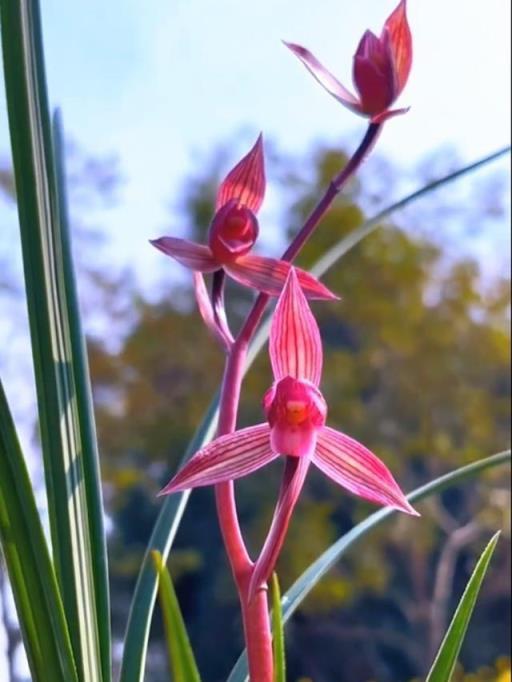 養護國蘭第一紅素，與蘭花的優雅之約