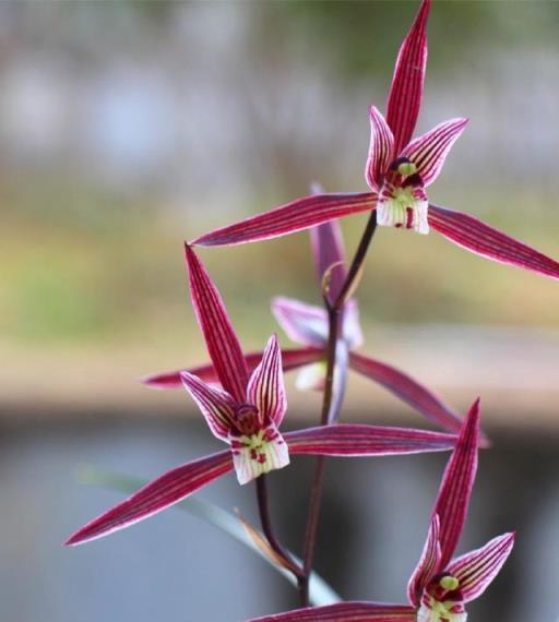 寒蘭-26142-4HD　391　8番無点×紅無点 此蘭花是我國「獨有」，它以瀟灑神韻排第一，不養後悔一輩子-imomo植物識別