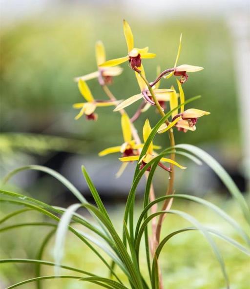 寒蘭-26142-4HD　391　8番無点×紅無点 此蘭花是我國「獨有」，它以瀟灑神韻排第一，不養後悔一輩子-imomo植物識別
