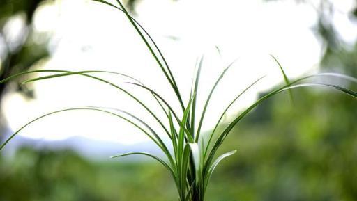 要想蘭花枝繁葉茂少病，正確使用多菌靈是關鍵，5種方法效果不同