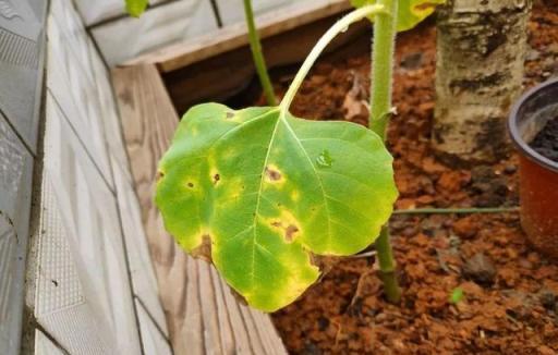 植物葉子發黃的七個原因，對應七種處理方法，葉子綠油油心情美麗