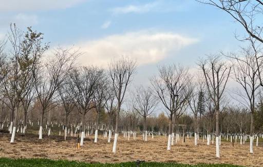 秋季採取哪些措施，園林植物冬季不受凍？