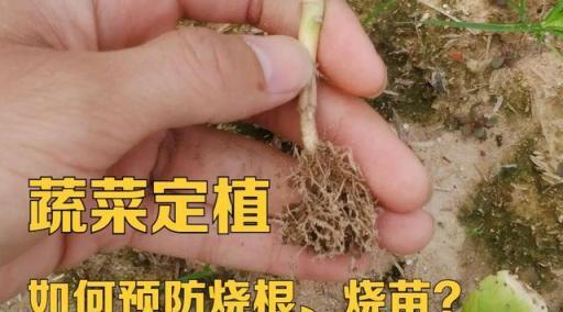 蔬菜定植，如何預防燒根、燒苗？其中三項措施首先要做好