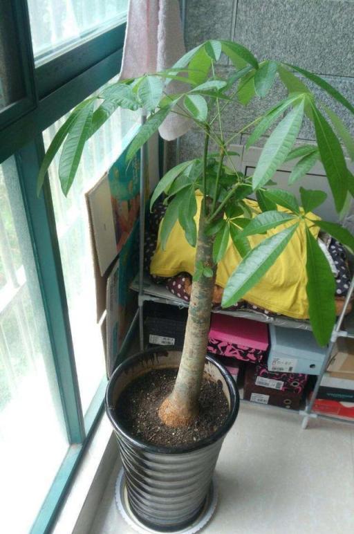 花盆和土壤一樣重要，合適的花盆能促進植物生長，選錯了就養不活