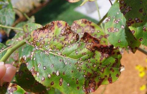 室內植物常見的10個不良症狀，需及時處理，否則植物容易掛掉