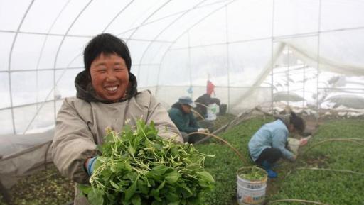 寒潮來臨降溫10℃，植物如何防凍？有一種啟用劑，讓植物不怕凍