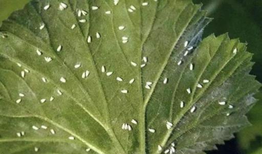 植物長蟲子了不用怕，多菌靈兌水，噴一次能管一個星期