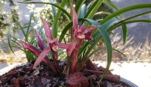  想養好蘭花，配土加點「小玩意」，根系粗壯新芽多，一年長爆盆