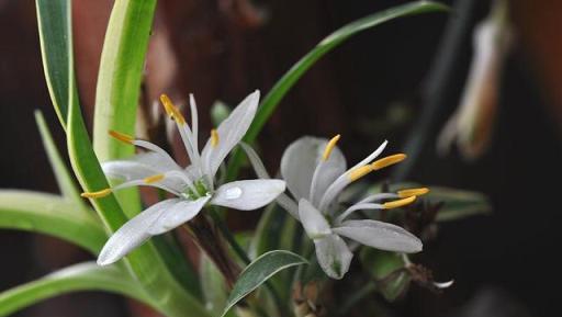 吊蘭不開花？3個養護「小技巧」，抽穗瘋長，半年不到養開花！