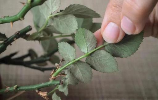 最近陰雨連綿，植物葉子容易長「鏽斑」，教你正確預防和處理