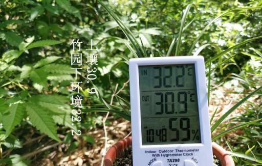 蘭花最怕什麼環境？記住這5條不要做，蘭花長勢必旺盛