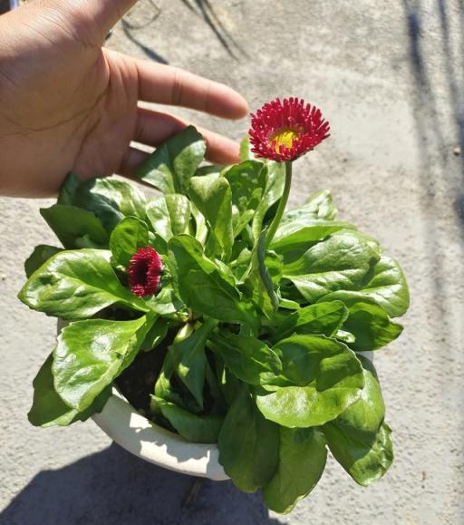 室內養花用合適的盆和土，植物花卉生長存活更輕鬆