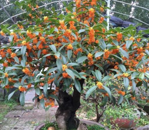 夏季養盆栽桂花，不注意這「2點」，爛根掉葉很難養好