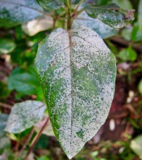 植物花卉容易感染霜黴病，前期還發現不了，可咋解決？