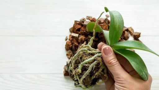 剪掉煩惱，蘭花修剪根系的30個小技巧，綻放花海！