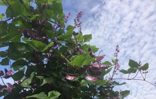 種菜到底怎麼澆水，哪些蔬菜「見幹見溼」，哪些蔬菜「不旱不澆」