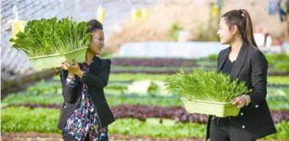 種盆栽蔬菜，千萬別使用農藥，村小農網教你10招天然殺蟲小技巧