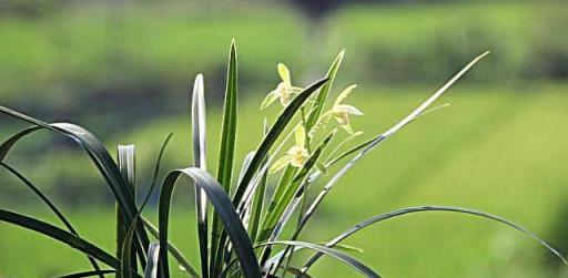 養蘭花「施肥」是關鍵，「肥料」選對，養好蘭花很簡單！