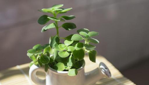 房間採光不好，養5種「耐陰花」，比黃金葛好活，葉子和花一樣美