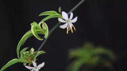 吊蘭抽莖開花後怎麼辦？促進吊蘭花開的方法！