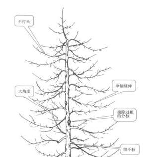 四十、果樹主幹型整形修剪技術