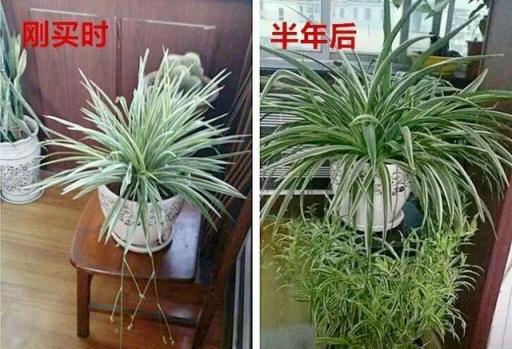 想讓吊蘭開花，注意「三喜三怕」，不黃葉猛抽穗，開出層疊群花