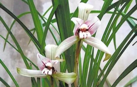 給蘭花換盆換土，加入這3種「寶貝」，疏鬆又透氣，不爛根長的壯