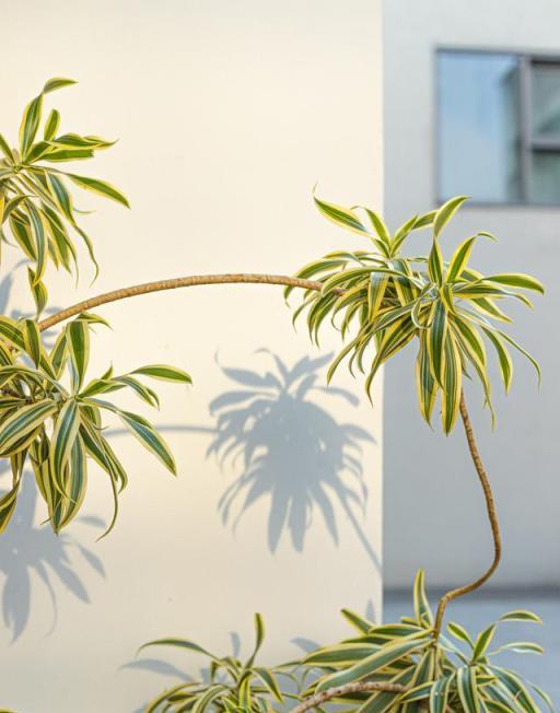 房間採光不好，養5種「耐陰花」，比黃金葛好活，葉子和花一樣美