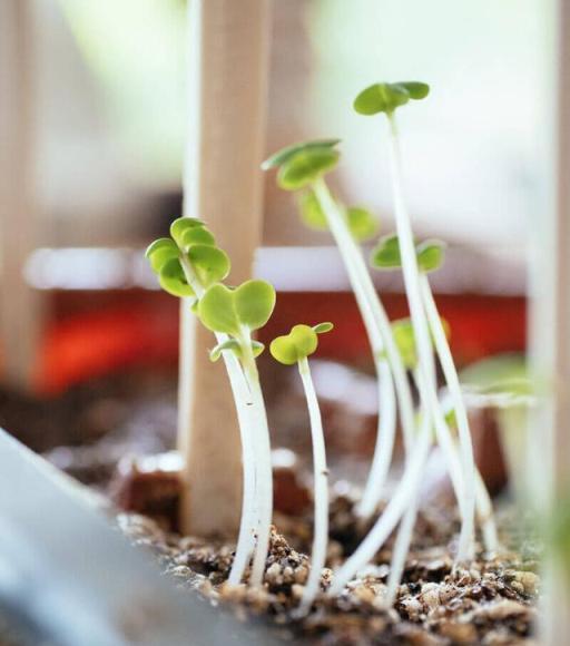 室內植物常見的10個不良症狀，需及時處理，否則植物容易掛掉