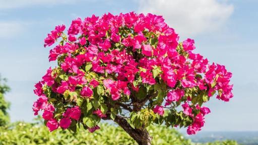 三角梅為何不開花？花期提前「控水」是關鍵，學會鮮花掛滿樹梢