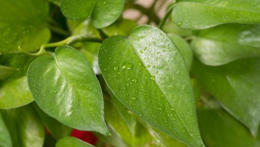 黃金葛葉子發黃怎麼辦？不一定是生病！這4個方案可解決