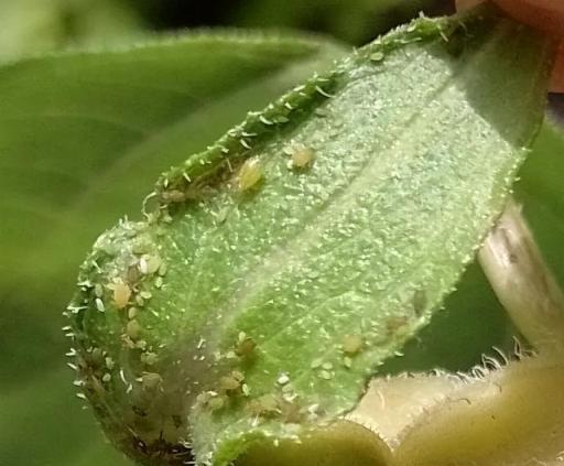 植物病蟲害防治大全，養花常遇到的病菌和害蟲，附詳細用藥方法