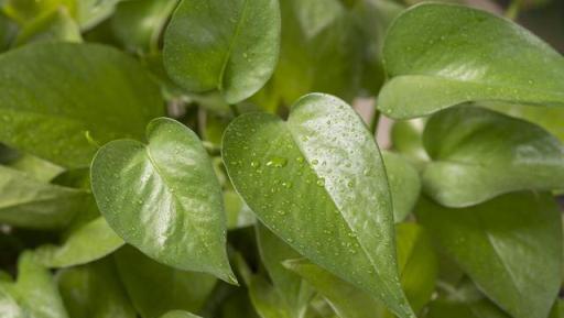 黃金葛葉子發黃怎麼辦？查清原因，針對處理