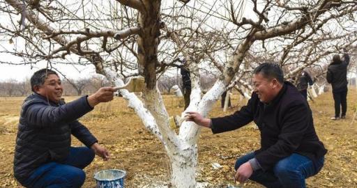 植物低溫凍害：為何會發生？怎樣防護？如何補救？防凍劑有用嗎？