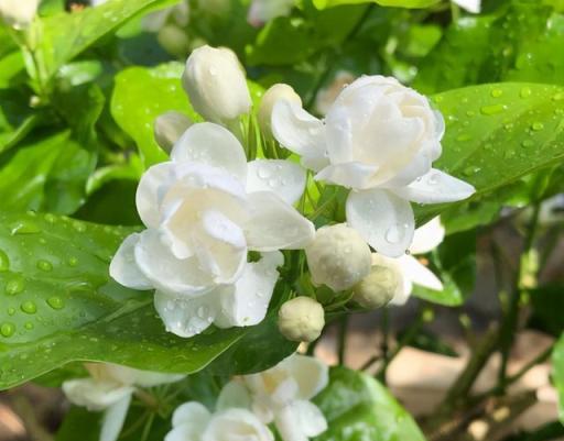 好養的植物就是茉莉花，但是想要夏季開不停，要做好「四喜一勤」