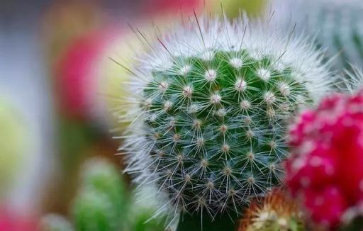 養花不會澆水？學會判斷植物需水的「5個標準」，再也不積水爛根