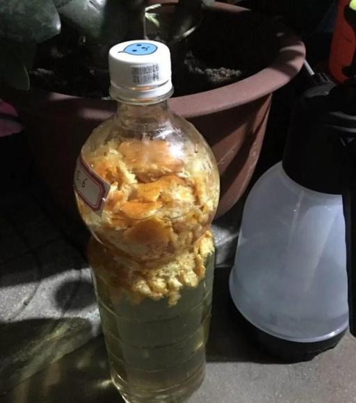 夏季吃完水果，果皮裝進水瓶裡，發酵「果皮水」，不比肥料差