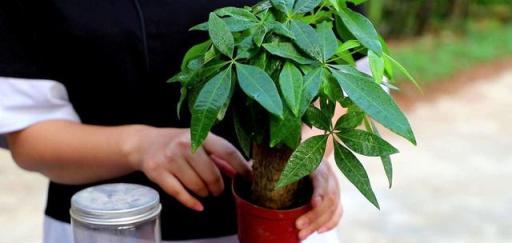 花盆和土壤一樣重要，合適的花盆能促進植物生長，選錯了就養不活