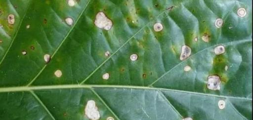 最近陰雨連綿，植物葉子容易長「鏽斑」，教你正確預防和處理