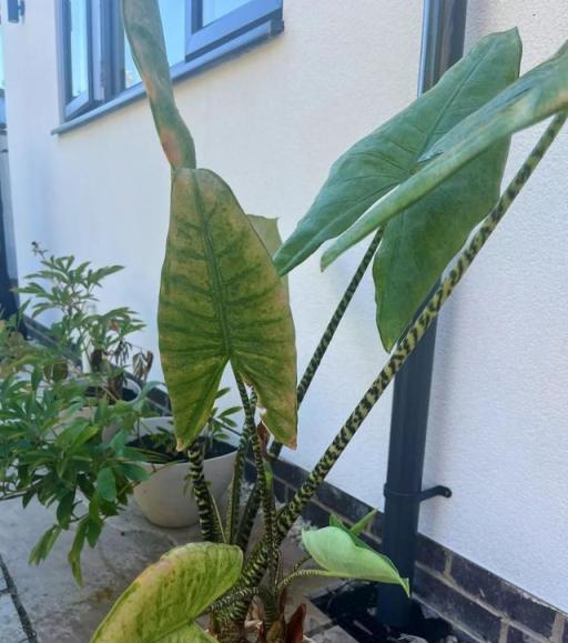 室內觀葉植物老是感染紅蜘蛛，噴完藥沒多久又爆發，怎麼辦？