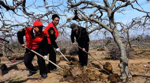 哪些方法能保護果樹不發生凍枝、凍芽、凍葉、凍花、凍果等凍害？