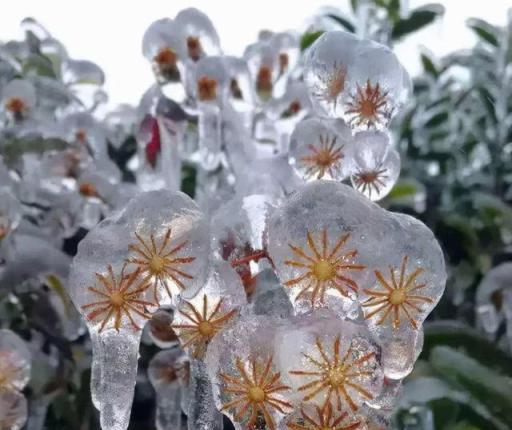 植物低溫凍害：為何會發生？怎樣防護？如何補救？防凍劑有用嗎？