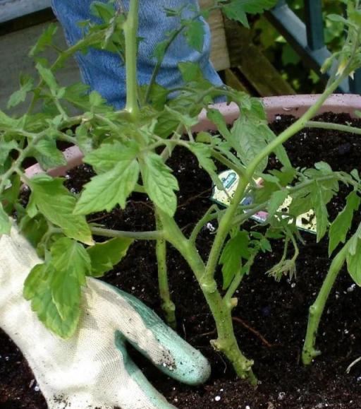 最近陰雨連綿，植物葉子容易長「鏽斑」，教你正確預防和處理