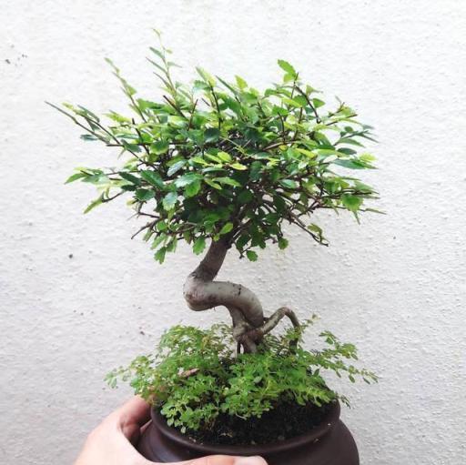 修剪枝條好處多，花卉綠植長出「美造型」，做好3點就可以