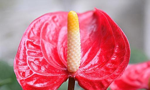 要想養好紅掌花，關鍵在這裡，做到這5點，紅掌開花紅豔豔