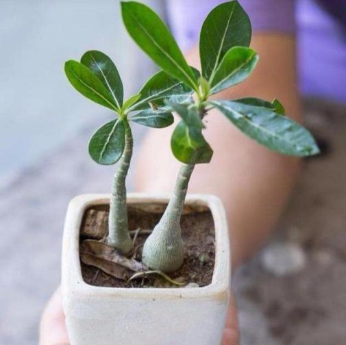 沙漠玫瑰小苗這麼栽，植株不爛根，分枝多，開花早，株型美